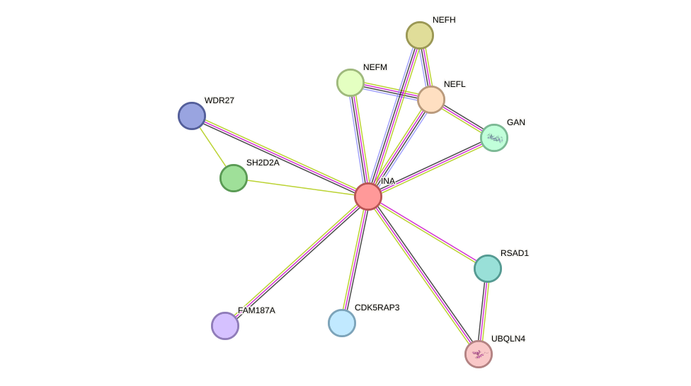STRING protein interaction network