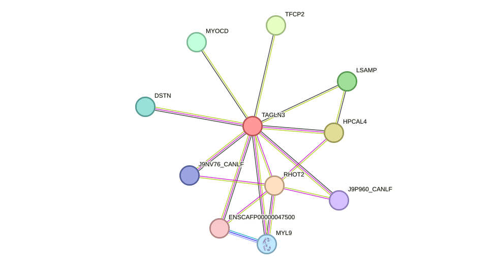 STRING protein interaction network