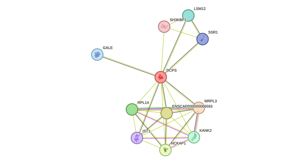 STRING protein interaction network