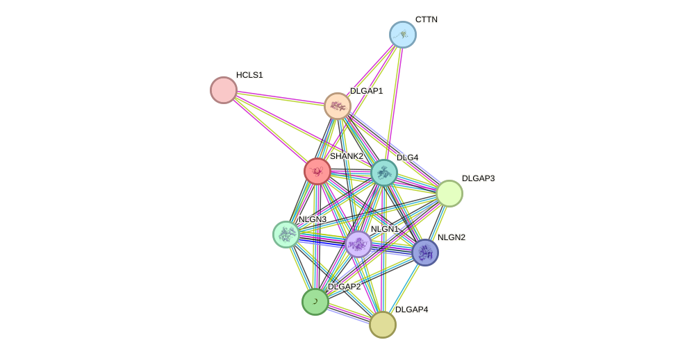 STRING protein interaction network