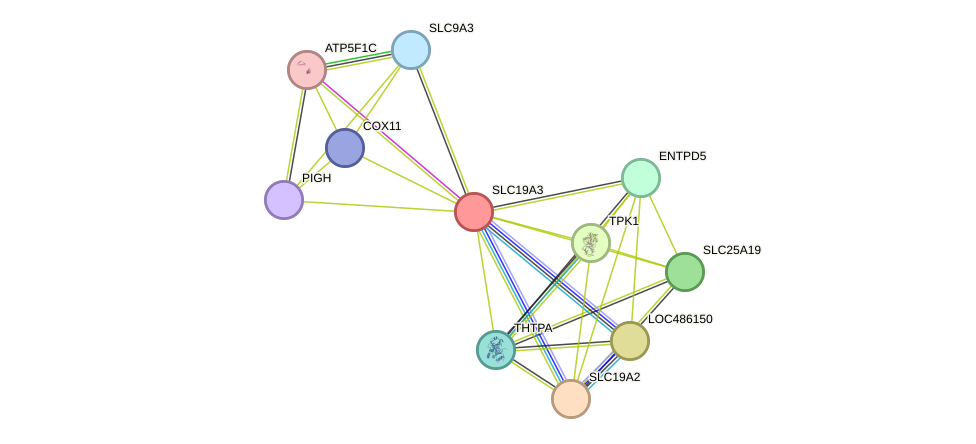 STRING protein interaction network