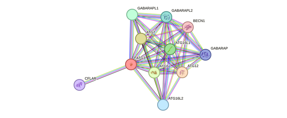 STRING protein interaction network