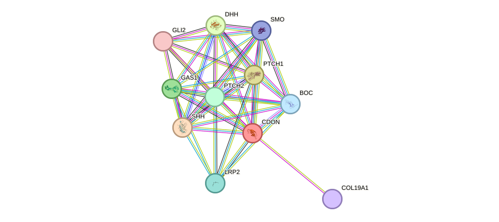 STRING protein interaction network
