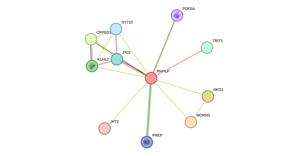 STRING protein interaction network