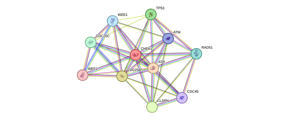 STRING protein interaction network