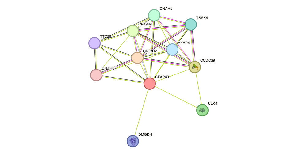 STRING protein interaction network