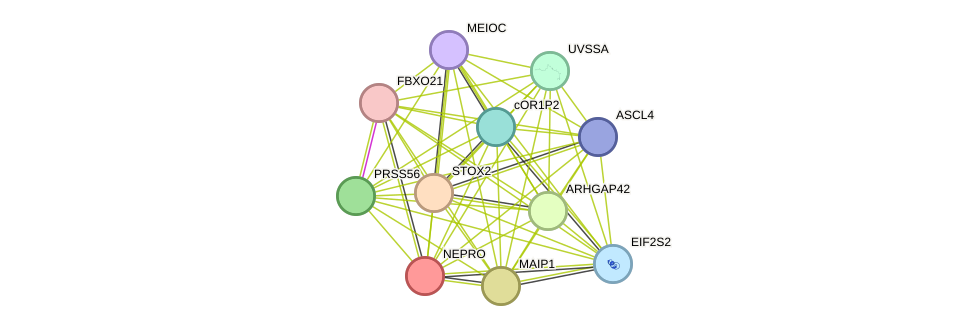 STRING protein interaction network
