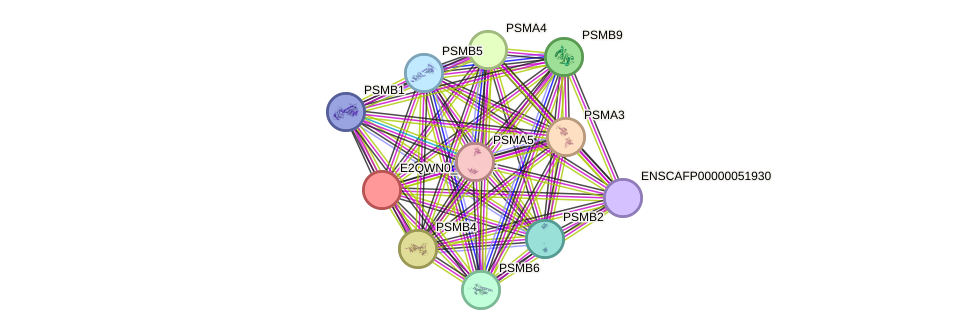 STRING protein interaction network