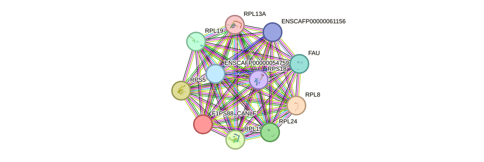 STRING protein interaction network
