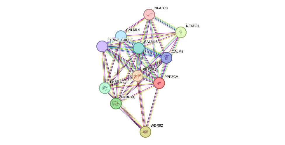 STRING protein interaction network