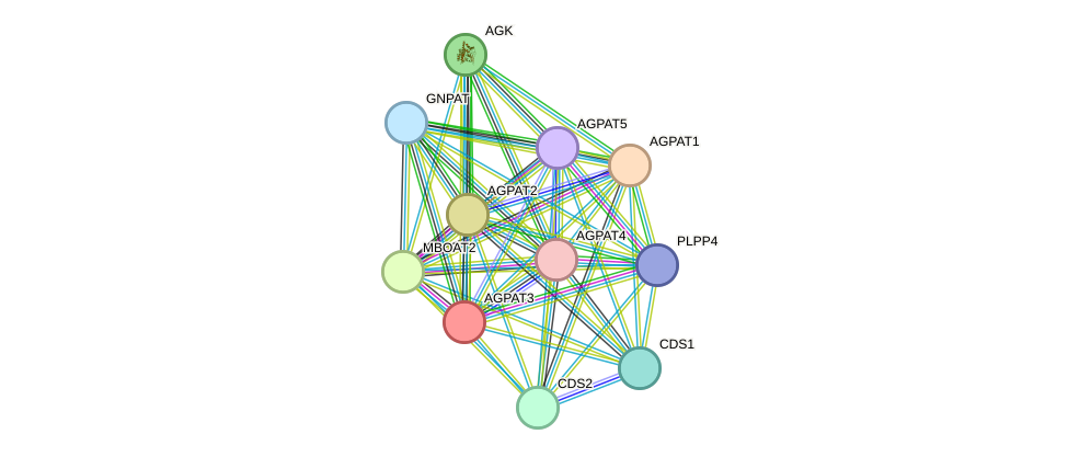 STRING protein interaction network