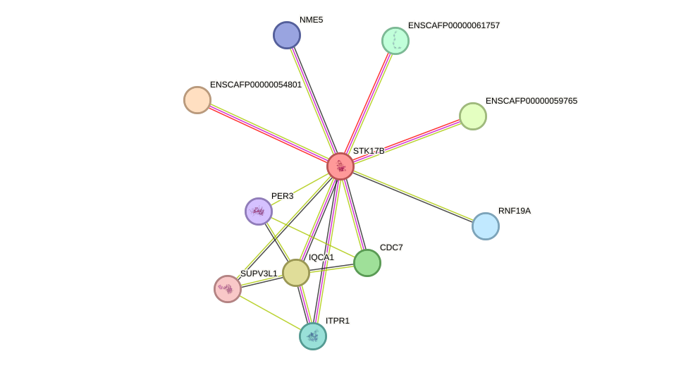 STRING protein interaction network