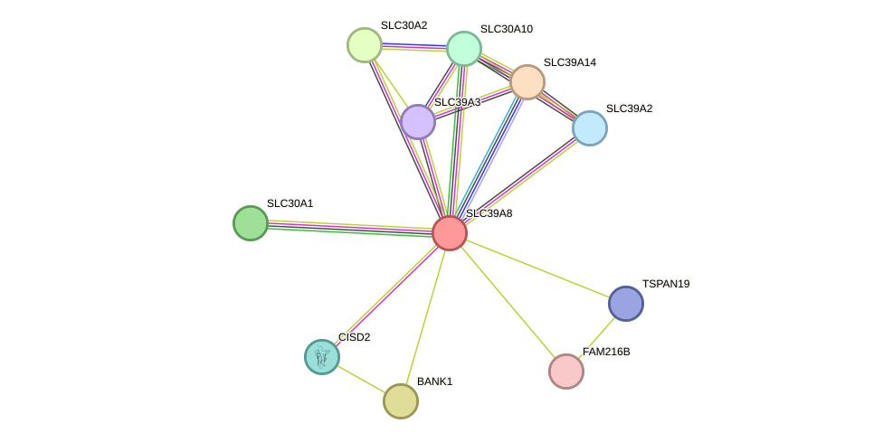 STRING protein interaction network