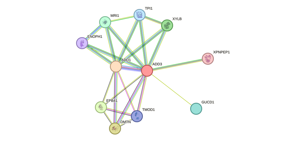 STRING protein interaction network