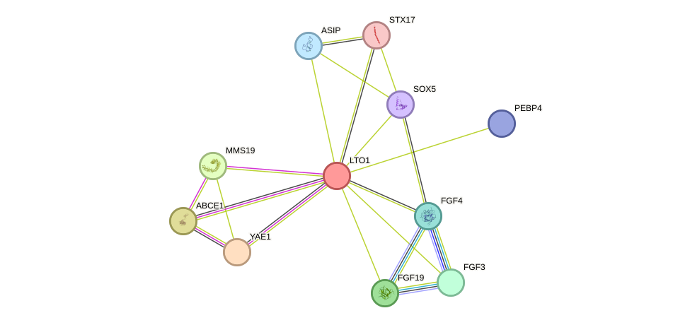 STRING protein interaction network