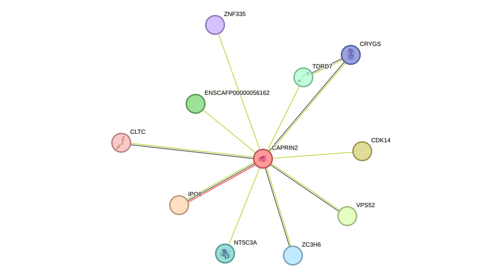 STRING protein interaction network