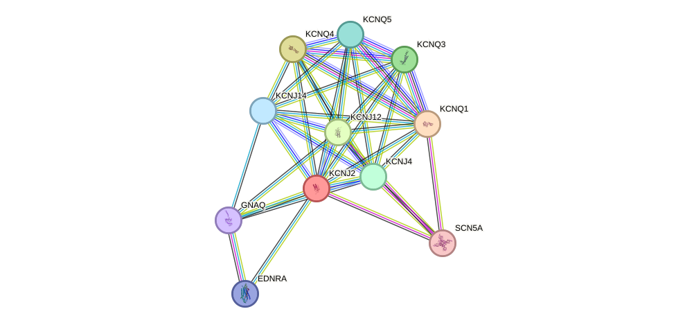 STRING protein interaction network