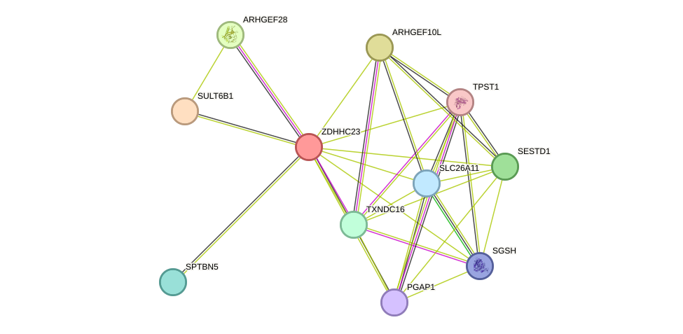 STRING protein interaction network