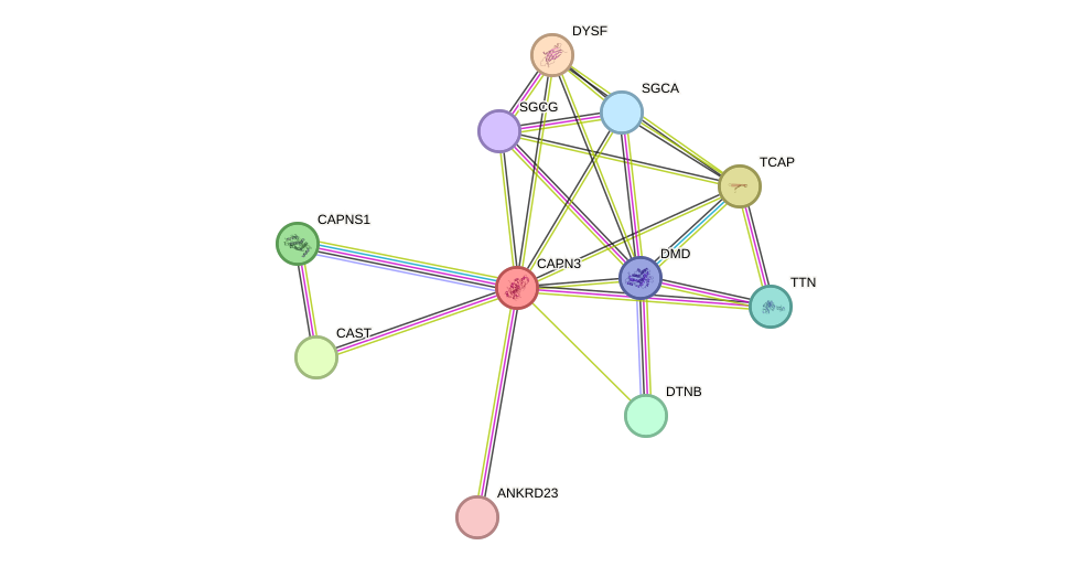 STRING protein interaction network