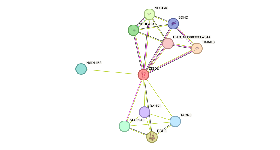 STRING protein interaction network