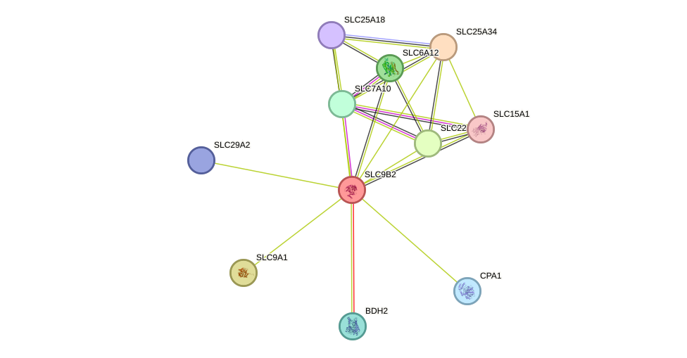 STRING protein interaction network