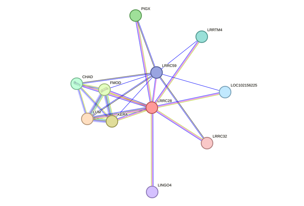STRING protein interaction network