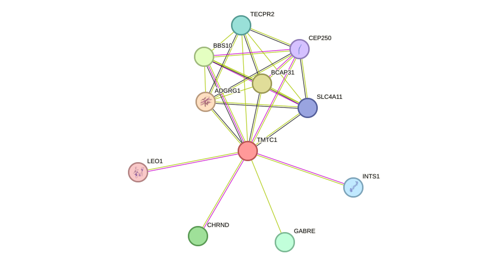 STRING protein interaction network