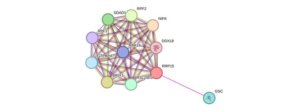 STRING protein interaction network
