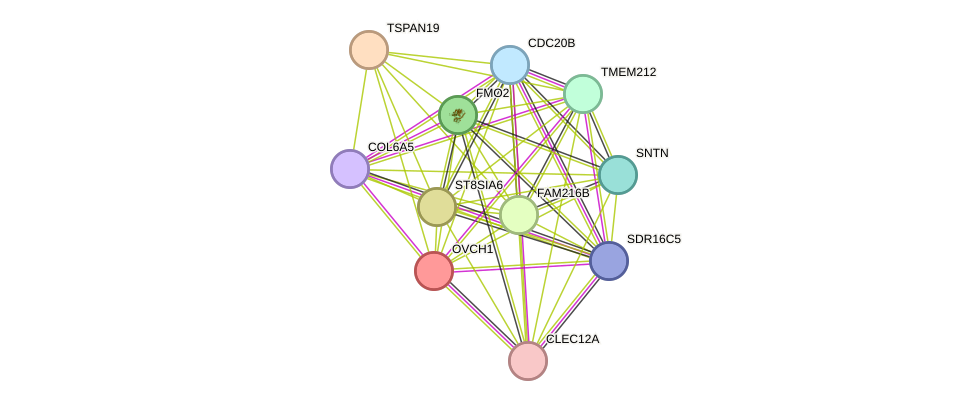 STRING protein interaction network