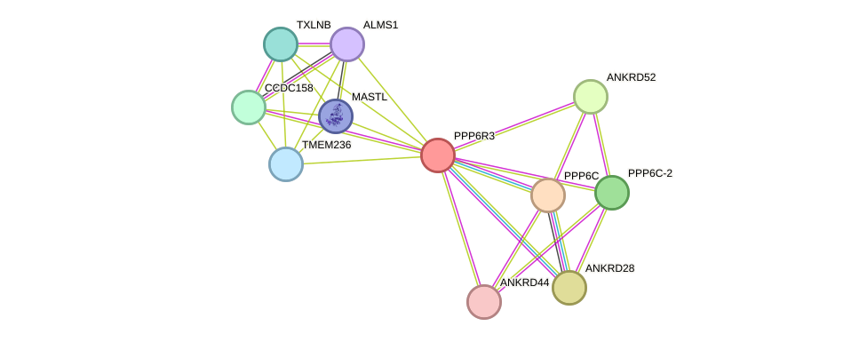 STRING protein interaction network