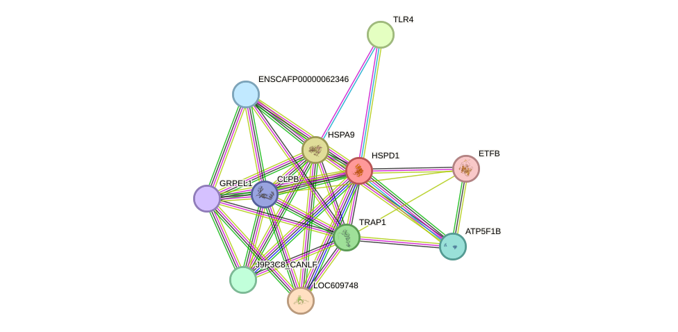 STRING protein interaction network