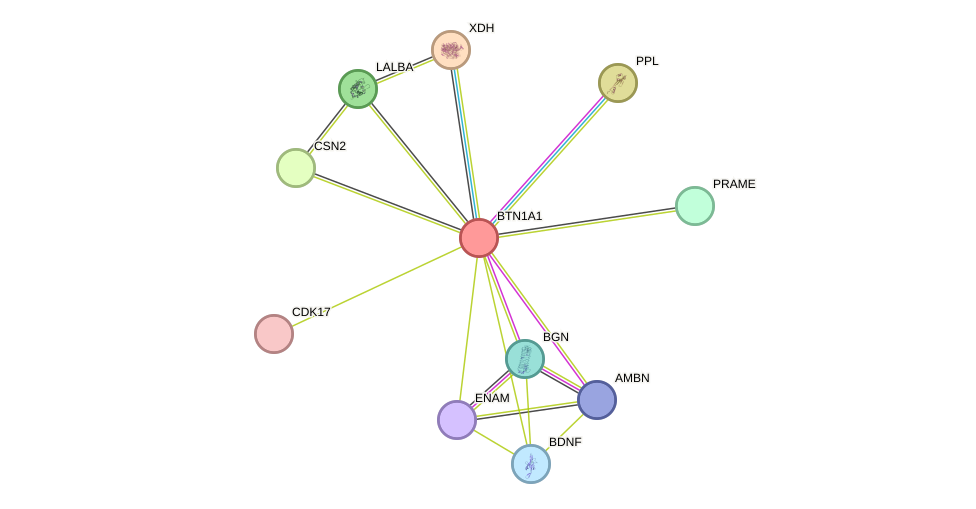 STRING protein interaction network
