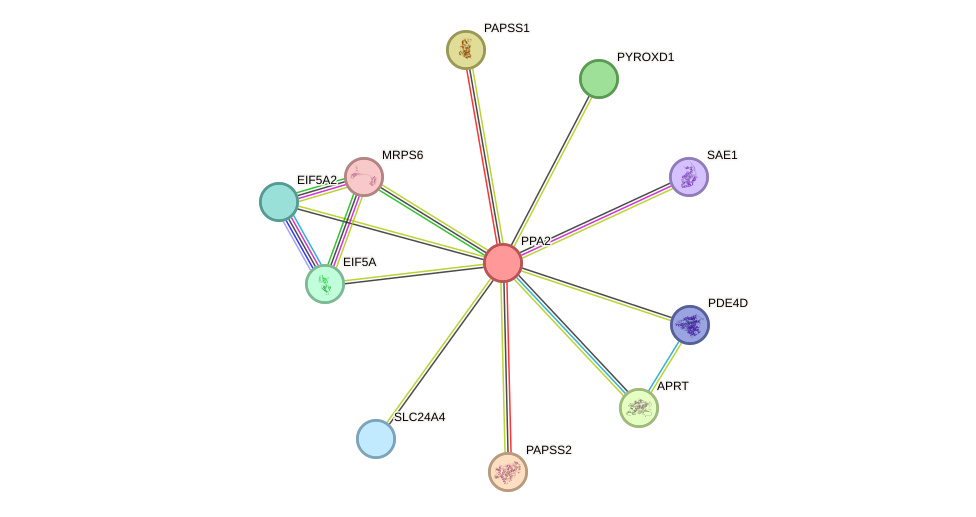 STRING protein interaction network