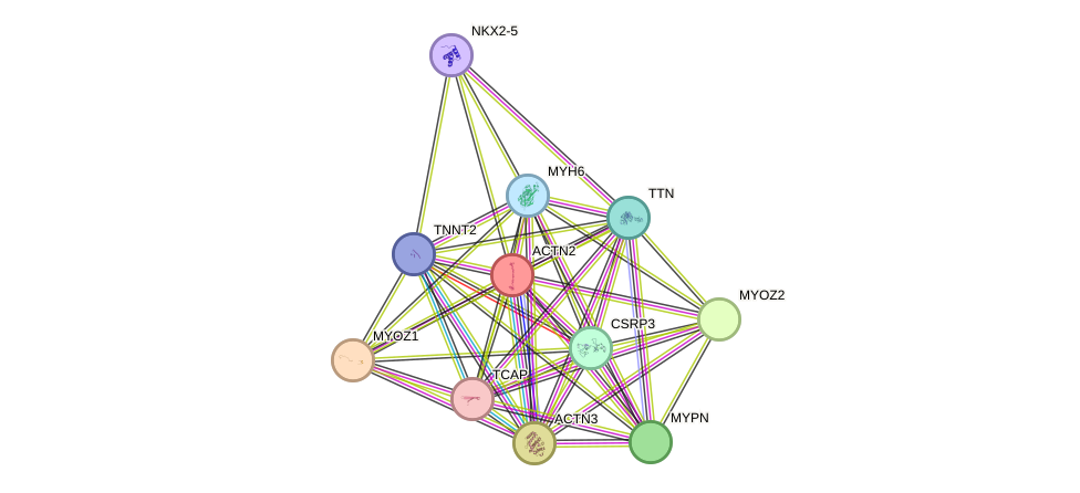 STRING protein interaction network