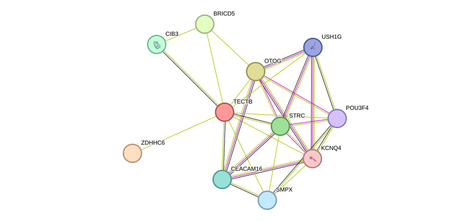 STRING protein interaction network