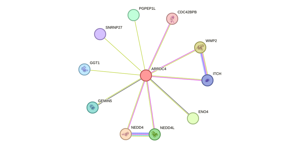 STRING protein interaction network