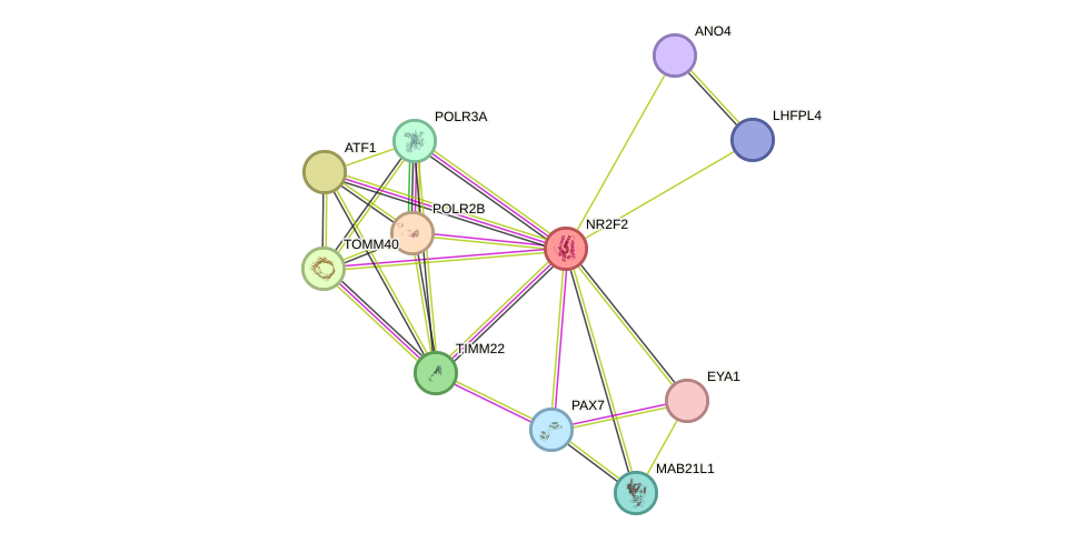 STRING protein interaction network