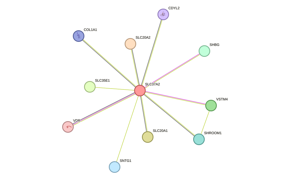 STRING protein interaction network