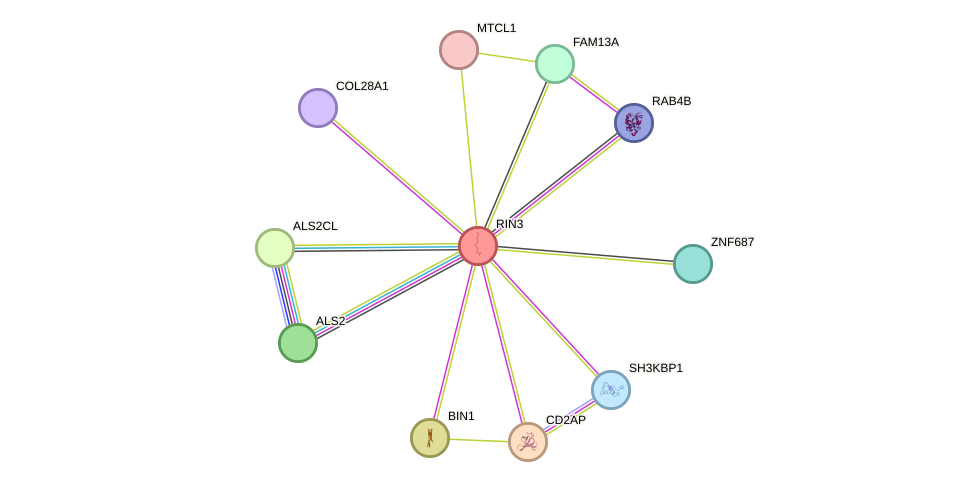 STRING protein interaction network