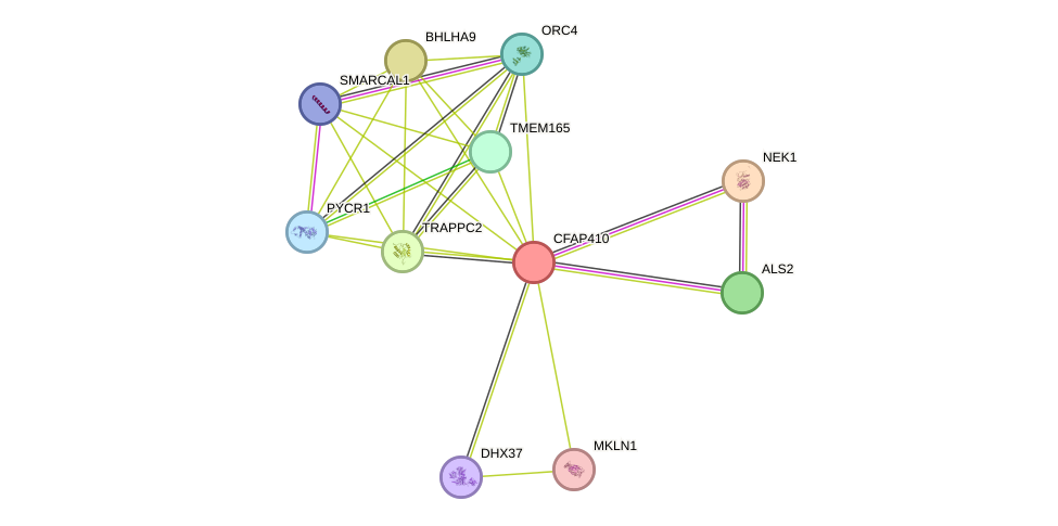 STRING protein interaction network