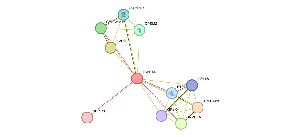 STRING protein interaction network