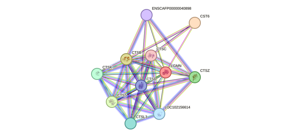 STRING protein interaction network