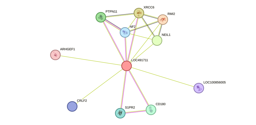 STRING protein interaction network