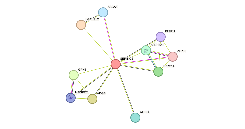STRING protein interaction network