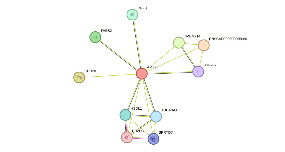 STRING protein interaction network