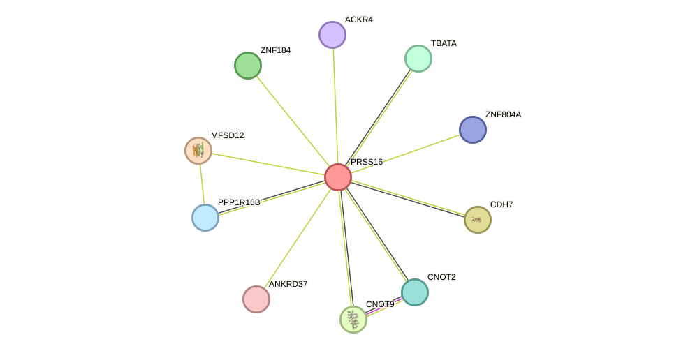 STRING protein interaction network