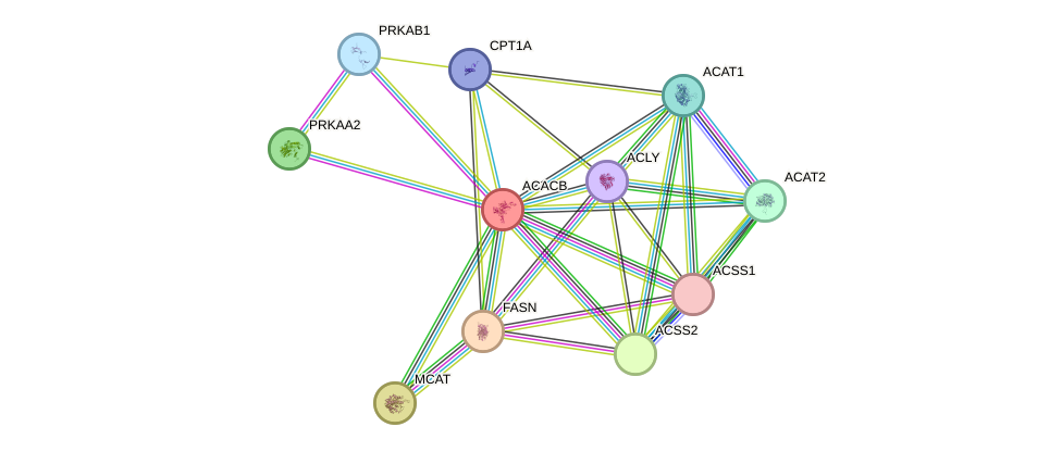 STRING protein interaction network