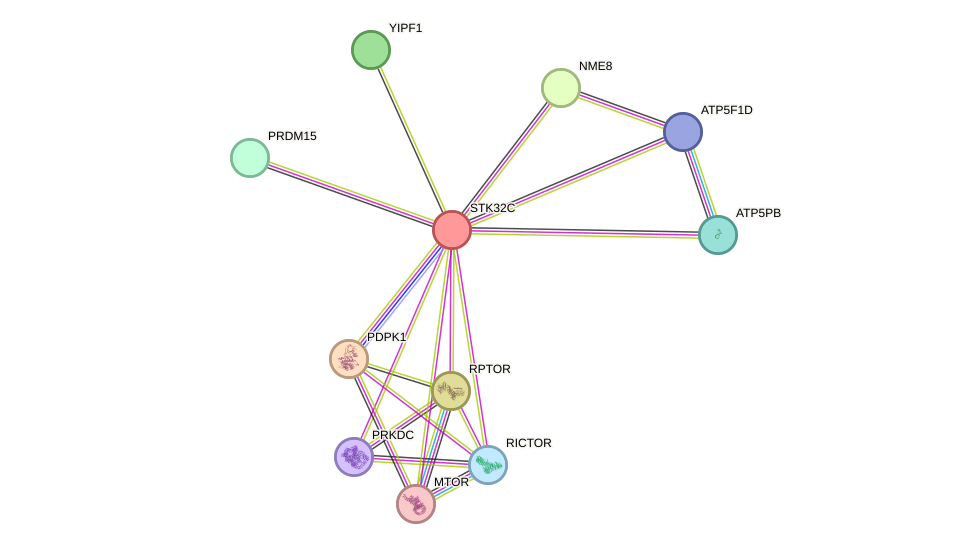 STRING protein interaction network