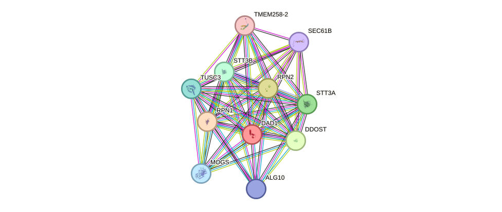 STRING protein interaction network