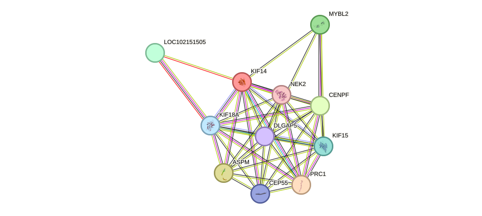 STRING protein interaction network